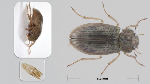 Helophorus sp.